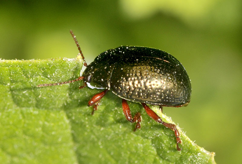 Chrysomelidade: Chrysolina bankii